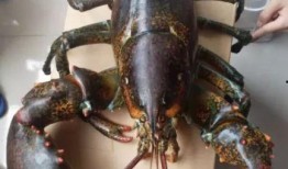 四毛龙虾爆料视频大全,揭秘幕后真相