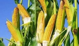 玉米卖货爆料视频大全,揭秘热门玉米产品背后的故事